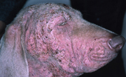 demodex_weim_head