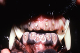 Abgenutzte Zähne auf Grund von chronischem Juckreiz bei einem Labrador