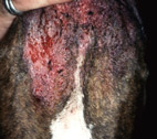 Schwere bakterielle Infektion am Unterkiefer eines Boxers auf Grund von Hypothyreose
