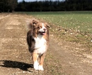 Hund in Landschaft