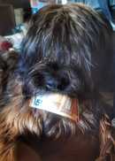 Hund mit Geldschein