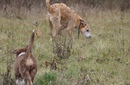 Hunde in Landschaft