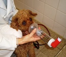 Inhalationstherapie Hund (2)